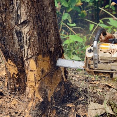 Tree Removal